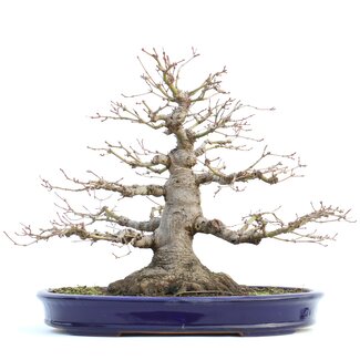  Yamafusa - Takehiko Koie Acer palmatum, 33 cm, ± 40 anni