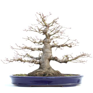 Yamafusa - Takehiko Koie Acer palmatum, 33 cm, ± 40 jaar oud