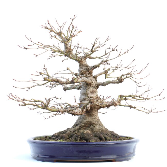 Acer palmatum, 33 cm, ± 40 anni, con un nebari eccezionalmente bello di 21 cm, buona ramificazione e bella conicità in un vaso Yamafusa giapponese fatto a mano