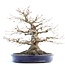 Acer palmatum, 33 cm, ± 40 Jahre alt, mit einem außergewöhnlich schönen Nebari von 21 cm, guter Verzweigung und schöner Verjüngung in einem handgefertigten japanischen Yamafusa-Topf
