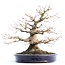 Acer palmatum, 33 cm, ± 40 anni, con un nebari eccezionalmente bello di 21 cm, buona ramificazione e bella conicità in un vaso Yamafusa giapponese fatto a mano