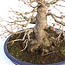 Acer palmatum, 33 cm, ± 40 anni, con un nebari eccezionalmente bello di 21 cm, buona ramificazione e bella conicità in un vaso Yamafusa giapponese fatto a mano