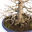 Acer palmatum, 33 cm, ± 40 ans, avec un nebari exceptionnellement beau de 21 cm, une bonne ramification et un beau cône dans un pot japonais Yamafusa fait à la main