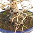 Acer palmatum, 33 cm, ± 40 years old, with an exceptionally beautiful nebari of 21 cm, good ramification and beautiful taper in a handmade Japanese Yamafusa pot