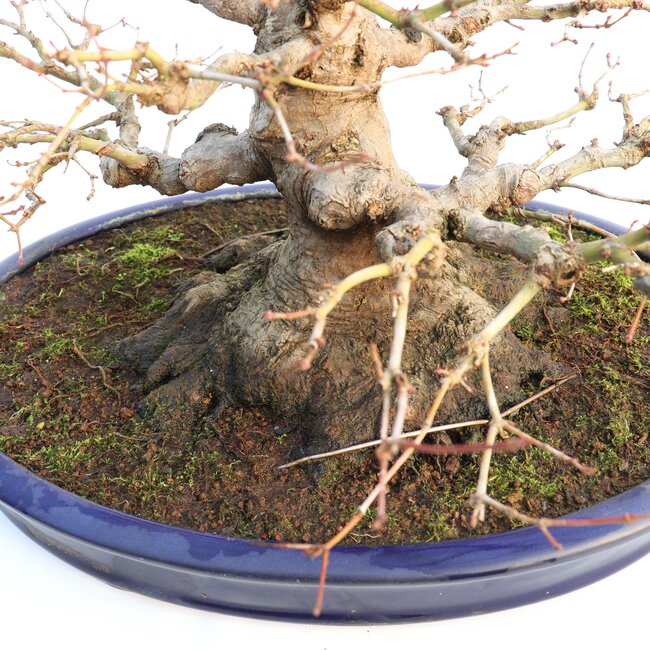 Acer palmatum, 33 cm, ± 40 anni, con un nebari eccezionalmente bello di 21 cm, buona ramificazione e bella conicità in un vaso Yamafusa giapponese fatto a mano