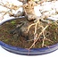Acer palmatum, 33 cm, ± 40 jaar oud, met een uitzonderlijk mooie nebari van 21 cm, goede vertakking en mooie versmalling in een handgemaakte Japanse Yamafusa pot