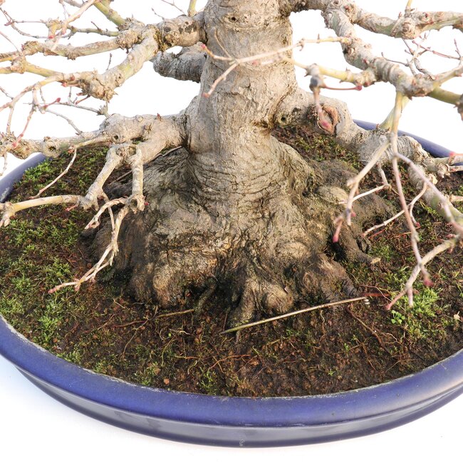 Acer palmatum, 33 cm, ± 40 jaar oud, met een uitzonderlijk mooie nebari van 21 cm, goede vertakking en mooie versmalling in een handgemaakte Japanse Yamafusa pot