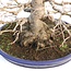 Acer palmatum, 33 cm, ± 40 ans, avec un nebari exceptionnellement beau de 21 cm, une bonne ramification et un beau cône dans un pot japonais Yamafusa fait à la main