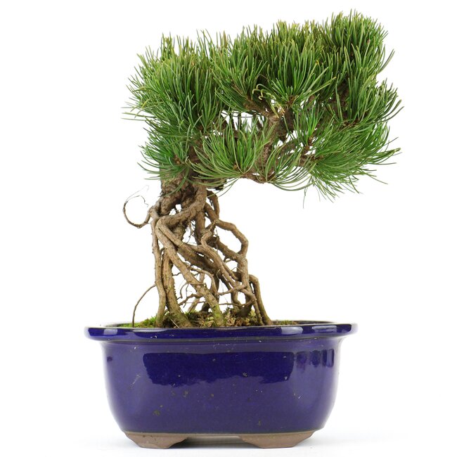 Pinus parviflora, 21 cm, ± 20 Jahre alt