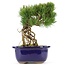 Pinus parviflora, 21 cm, ± 20 years old