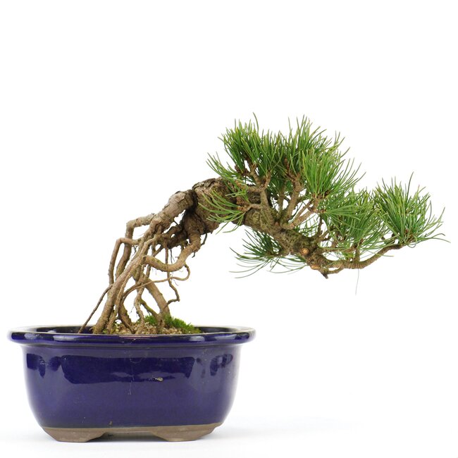 Pinus parviflora, 18 cm, ± 20 jaar oud