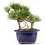 Pinus parviflora, 18 cm, ± 20 jaar oud