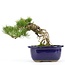 Pinus parviflora, 18 cm, ± 20 years old