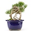 Pinus parviflora, 18 cm, ± 20 Jahre alt