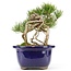 Pinus parviflora, 18 cm, ± 20 years old