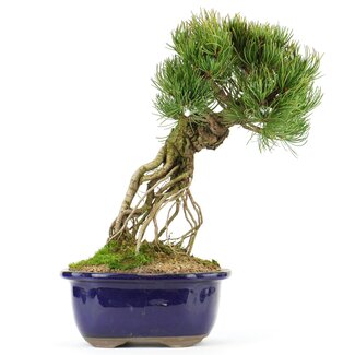 Pinus parviflora, 28 cm, ± 20 años