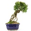 Pinus parviflora, 28 cm, ± 20 jaar oud