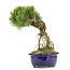 Pinus parviflora, 28 cm, ± 20 jaar oud