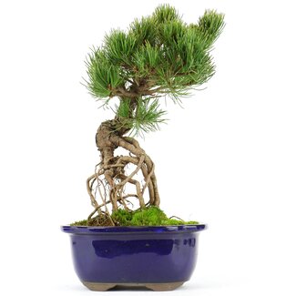 Pinus parviflora, 26 cm, ± 20 jaar oud