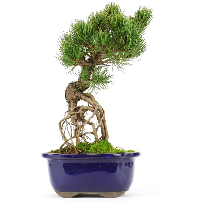 Pinus parviflora, 26 cm, ± 20 años