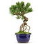 Pinus parviflora, 26 cm, ± 20 years old