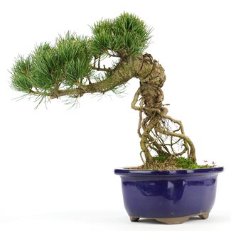 Pinus parviflora, 23 cm, ± 20 jaar oud