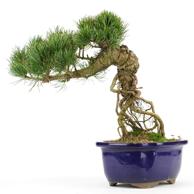 Pinus parviflora, 23 cm, ± 20 years old