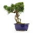 Pinus parviflora, 23 cm, ± 20 years old