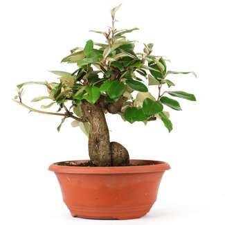 Eleagnus, 26 cm, ± 8 Jahre alt