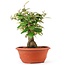 Eleagnus, 26 cm, ± 8 years old