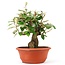 Eleagnus, 26 cm, ± 8 years old