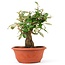 Eleagnus, 26 cm, ± 8 years old