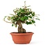 Eleagnus, 26 cm, ± 8 years old