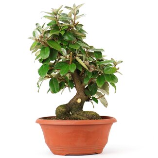 Eleagnus, 28 cm, ± 8 ans