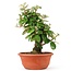 Eleagnus, 28 cm, ± 8 years old