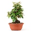 Eleagnus, 28 cm, ± 8 years old