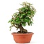 Eleagnus, 28 cm, ± 8 years old