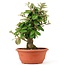 Eleagnus, 28 cm, ± 8 years old