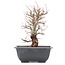 Ulmus parvifolia Nire, 14 cm, ± 8 years old