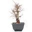 Ulmus parvifolia Nire, 14 cm, ± 8 years old