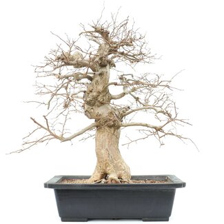 Carpinus coreana, 56 cm, ± 25 años