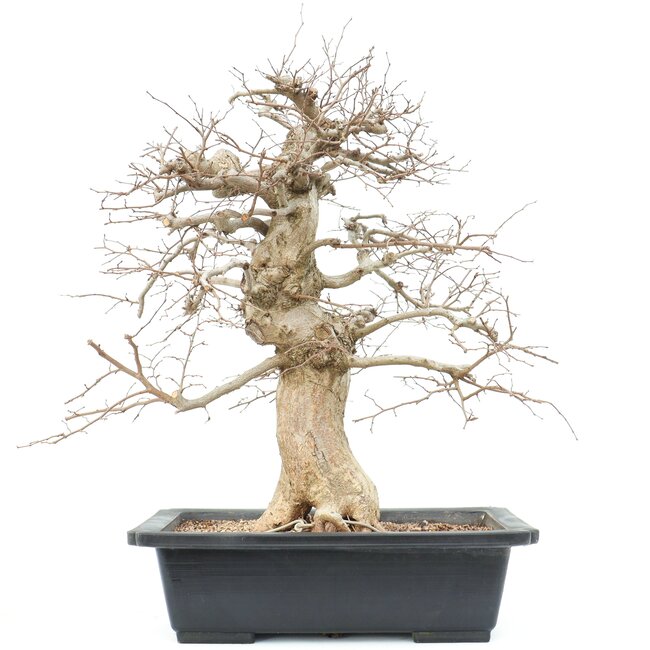 Carpinus coreana, 56 cm, ± 25 anni