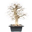 Carpinus coreana, 56 cm, ± 25 anni