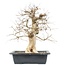 Carpinus coreana, 56 cm, ± 25 anni