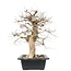 Carpinus coreana, 56 cm, ± 25 anni