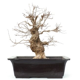 Carpinus coreana, 50,5 cm, ± 25 años