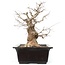 Carpinus coreana, 50,5 cm, ± 25 anni