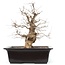 Carpinus coreana, 50,5 cm, ± 25 anni