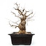 Carpinus coreana, 50,5 cm, ± 25 anni