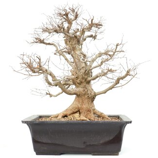 Carpinus coreana, 58 cm, ± 25 Jahre alt